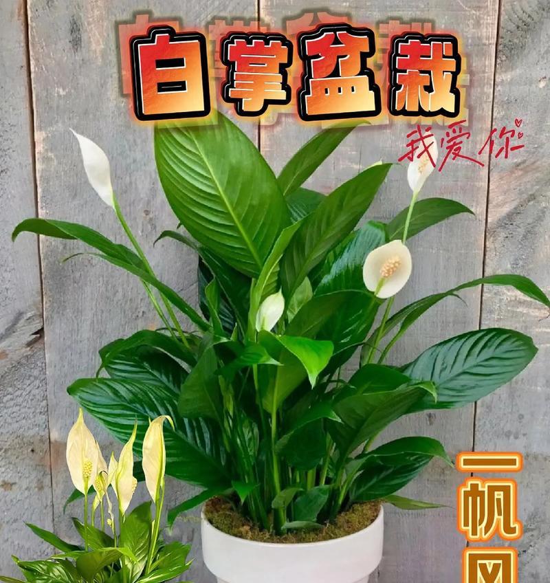 白掌开花的条件和方法是什么？
