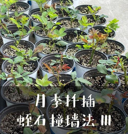 龙吐珠扦插技巧有哪些？多久能生根？