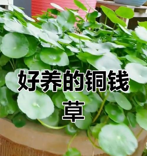 金钱草水培方法有哪些？如何保持水培金钱草的健康？