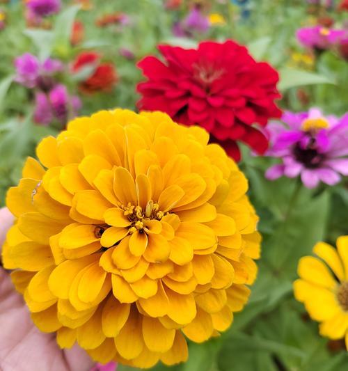 步步高花的特性是什么？