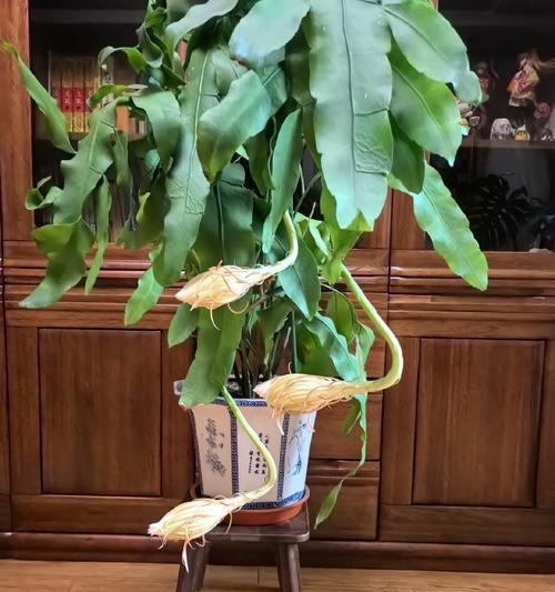 昙花叶子蔫皱是什么原因？如何处理？