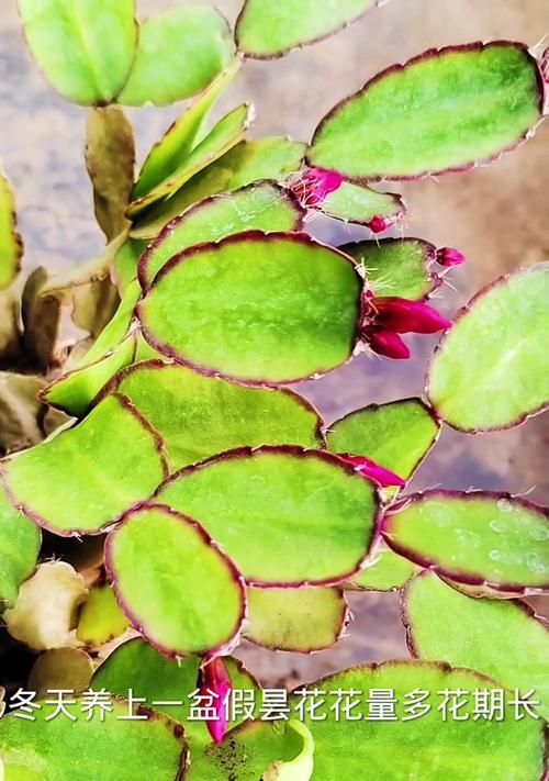 昙花叶子蔫皱是什么原因？如何处理？