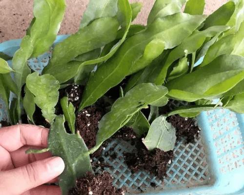 昙花叶子蔫皱是什么原因？如何处理？