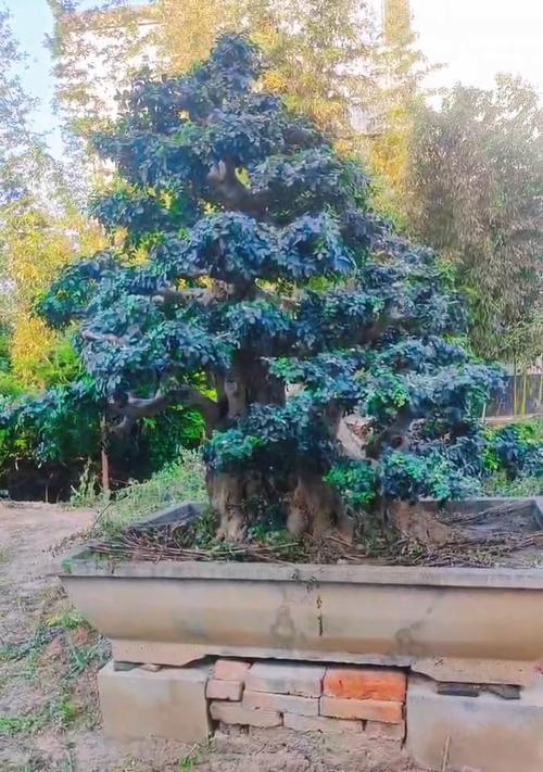 对节白蜡小盆栽怎么养？如何保持其形态美观？