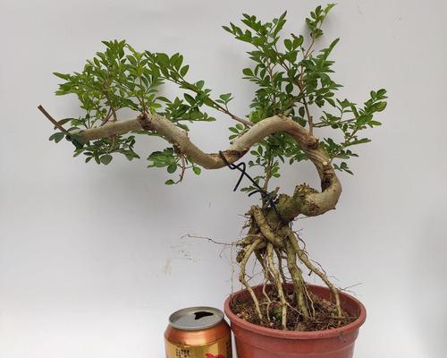 对节白蜡小盆栽怎么养？如何保持其形态美观？