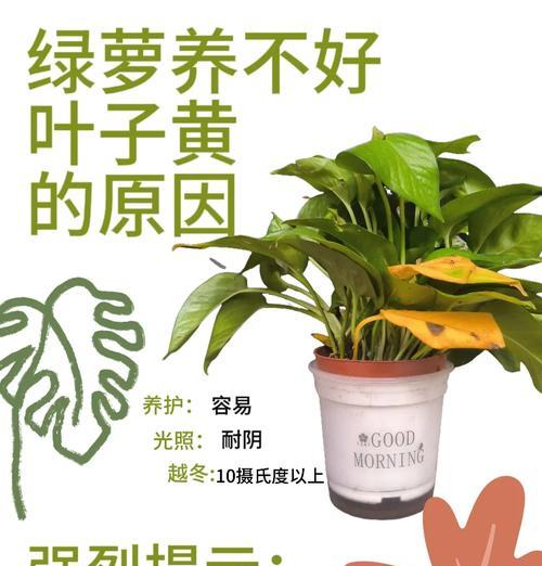 绿箩蔫了的原因是什么？如何恢复绿箩的生机？