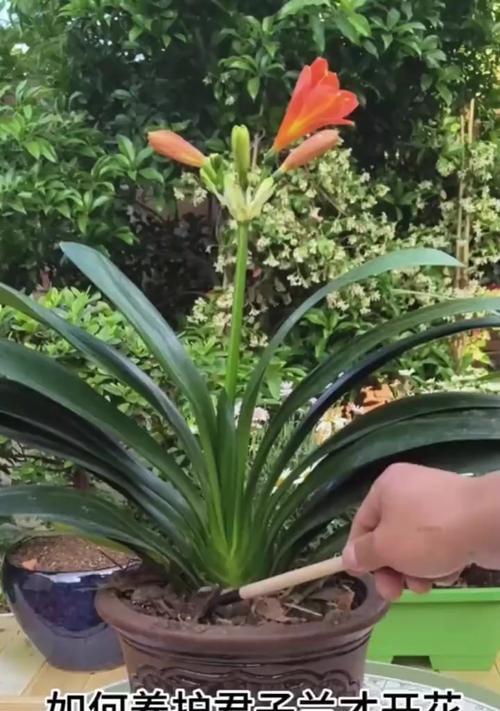 君子兰开花的条件是什么？如何养护才能促进开花？