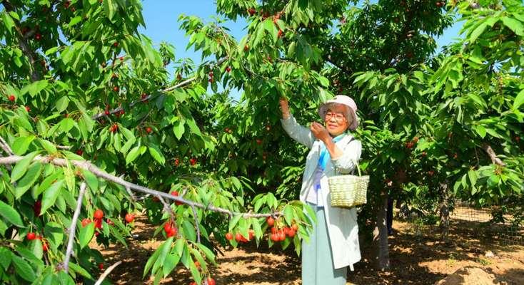 君子兰果实的最佳采摘时间是什么时候？如何正确摘取？