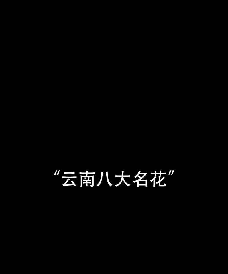 昆明的市花是什么？昆明市花的象征意义有哪些？