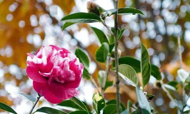 昆明的市花是什么？昆明市花的象征意义有哪些？