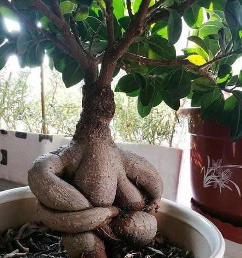 榕树的种植方法是什么？如何保证榕树的成活率？