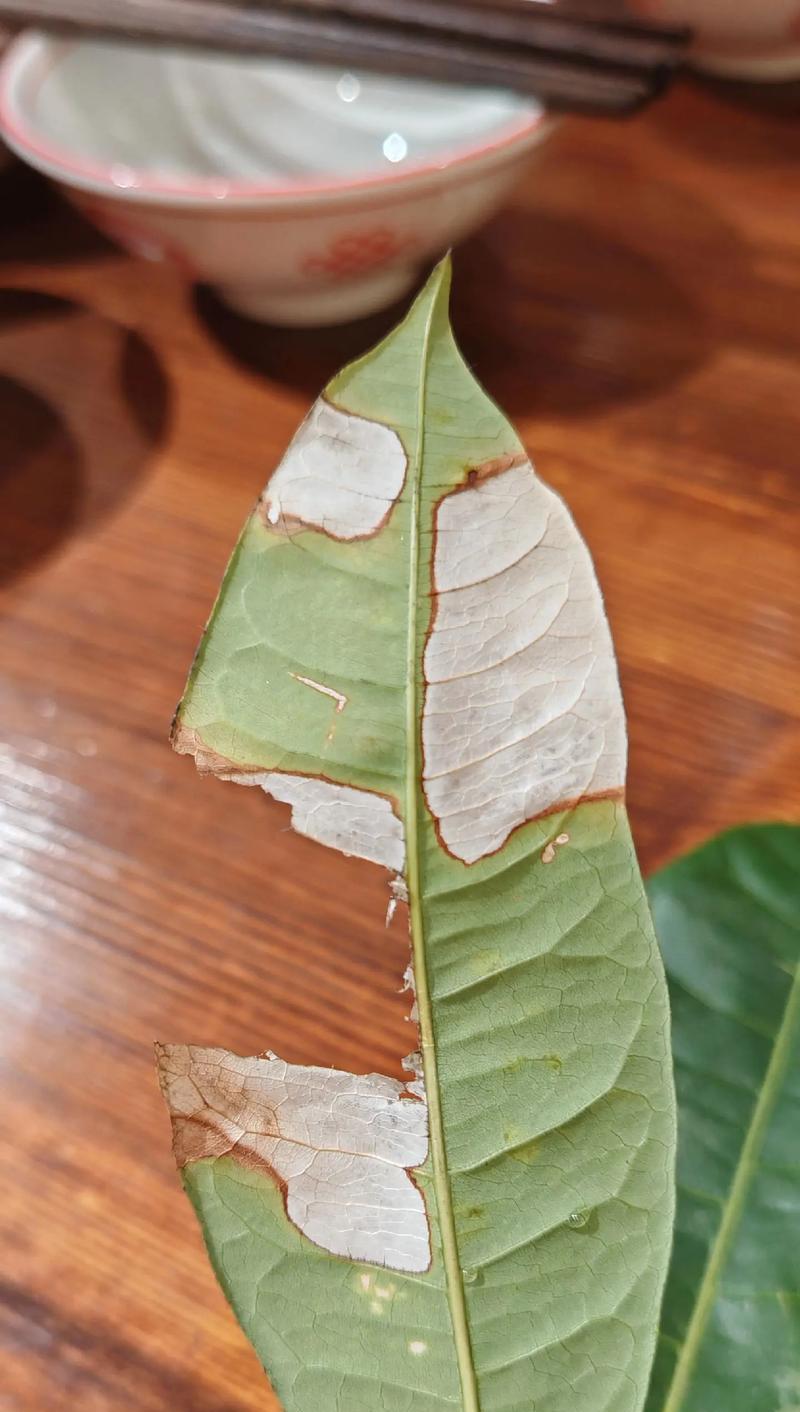 发财树叶子出现黄斑的原因是什么？如何治疗和预防？