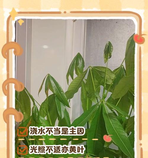 发财树叶子出现黄斑的原因是什么？如何治疗和预防？