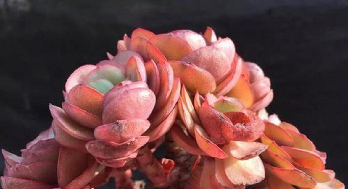 秀妍多肉的养殖方法是什么？如何保持其叶片的鲜艳色彩？