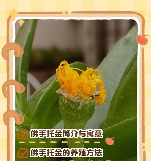 佛手竹子怎么养殖方法？需要注意哪些要点？
