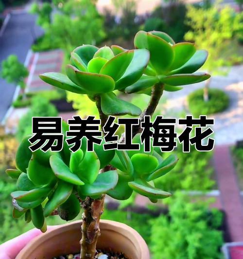 相思梅的养殖方法是什么？养殖相思梅需要注意什么？