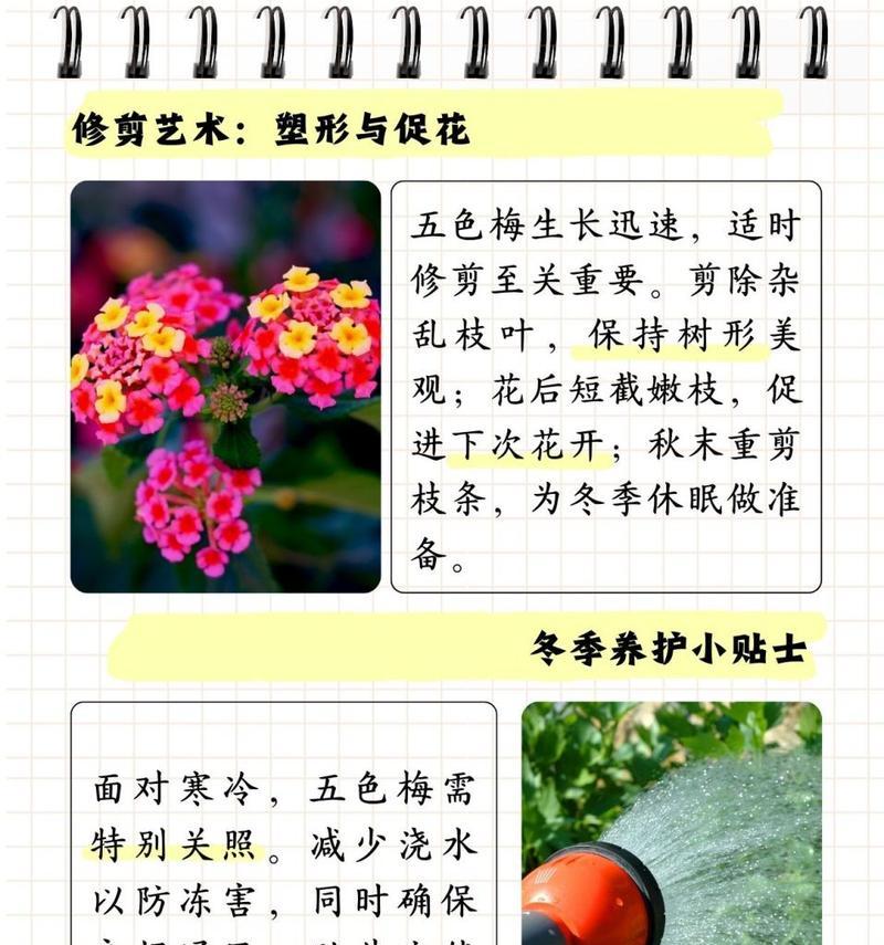 相思梅的养殖方法是什么？养殖相思梅需要注意什么？
