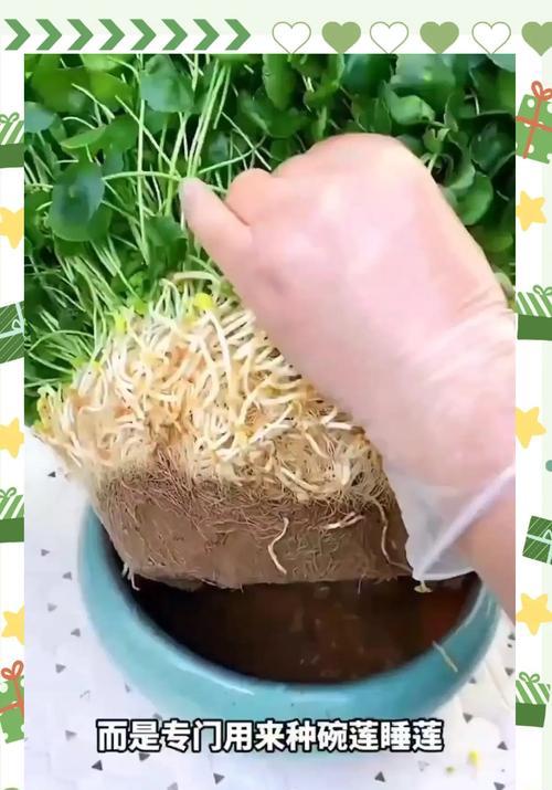 荷塘里种什么水生植物最吸引人？如何种植和维护？
