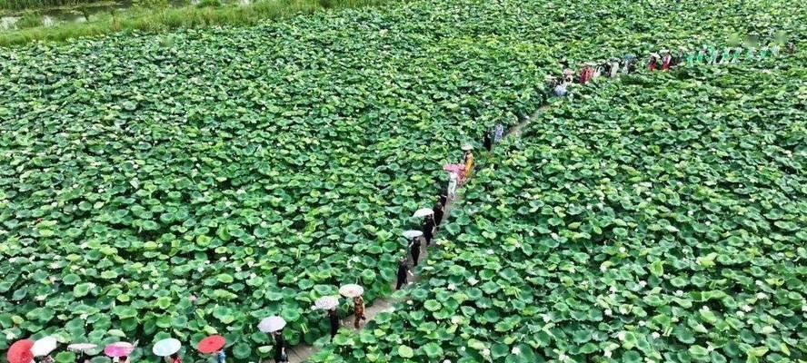 荷塘里种什么水生植物最吸引人？如何种植和维护？