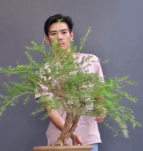 六月雪的正确修剪方法是什么？