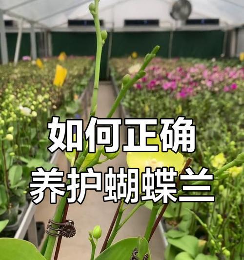 蝴蝶兰的最佳生长温度是多少？如何调整环境温度以适应蝴蝶兰？