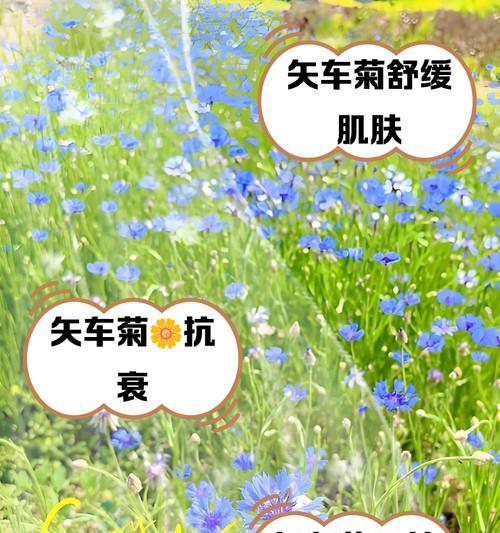 矢车菊种植技巧有哪些？如何保持其色彩鲜艳？