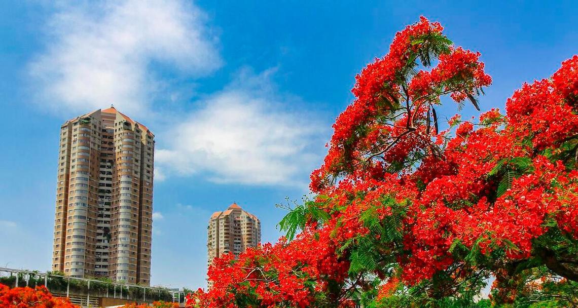 凤凰花有哪些独特特点？为什么它被称为市花？