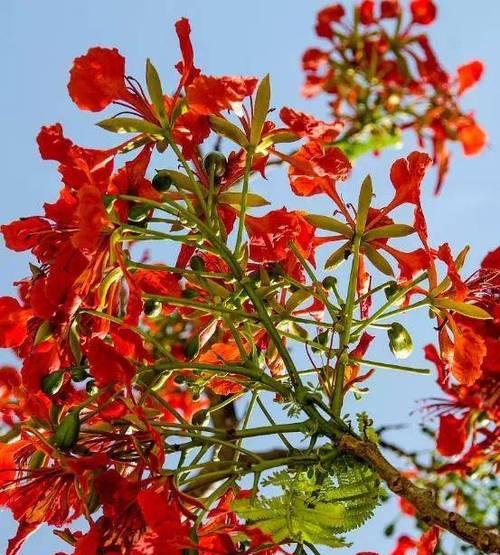 凤凰花有哪些独特特点？为什么它被称为市花？