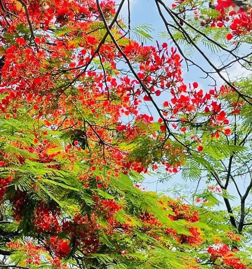 凤凰花有哪些独特特点？为什么它被称为市花？