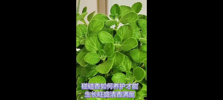 碰碰香的修剪方法是什么？碰碰香长大了如何正确修剪？