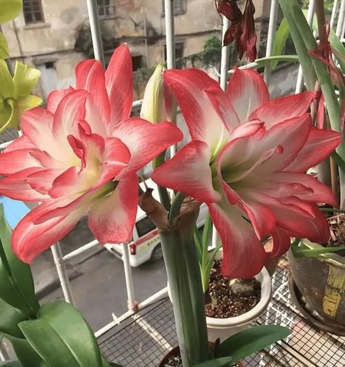 西边阳台适合种植哪些花卉？光照不足怎么办？