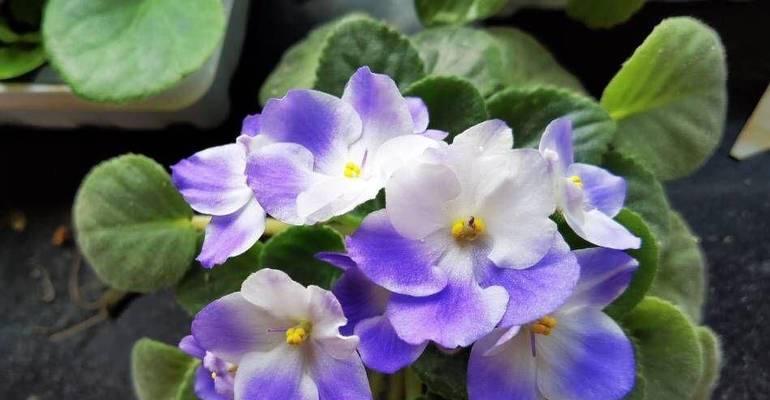 西边阳台适合种植哪些花卉？光照不足怎么办？