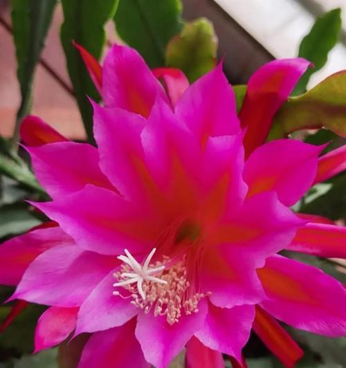 令箭花的养殖方法是什么？如何使其开花？