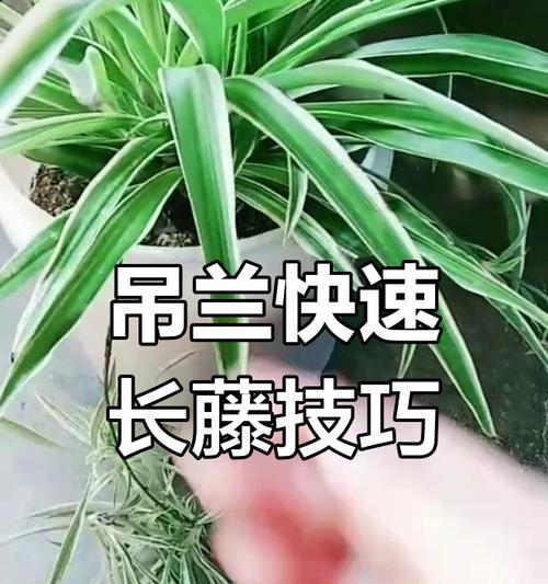 吊兰秋天怎么浇水？吊兰秋季的浇水频率和注意事项是什么？