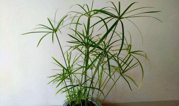 水竹冬季养护有哪些要点？如何避免冻害？
