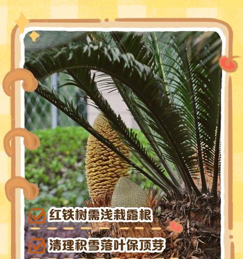 铁树的繁殖方法有哪些？铁树繁殖需要注意哪些事项？