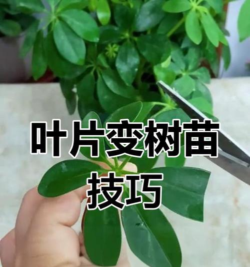 招财树扦插方法是什么？如何提高招财树扦插成功率？