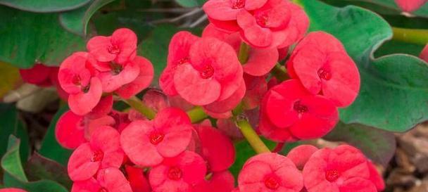 哪些花卉的花期比较长？花期长的花卉有哪些？