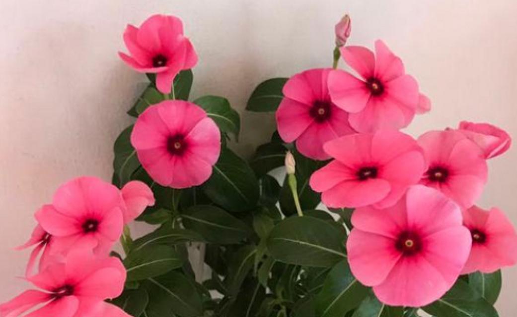 哪些花卉的花期比较长？花期长的花卉有哪些？