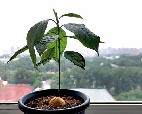 牛油果如何种植方法？从种子到成树的步骤是什么？