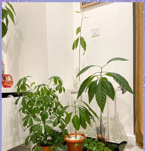 牛油果如何种植方法？从种子到成树的步骤是什么？