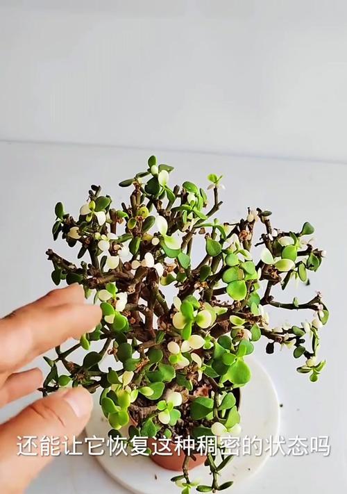 如何促进金枝玉叶主干生长变粗？有哪些有效方法？
