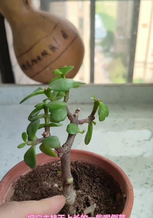 如何促进金枝玉叶主干生长变粗？有哪些有效方法？