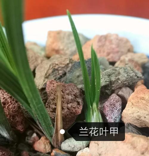 兰花叶子发黄的常见原因有哪些？如何预防和处理？