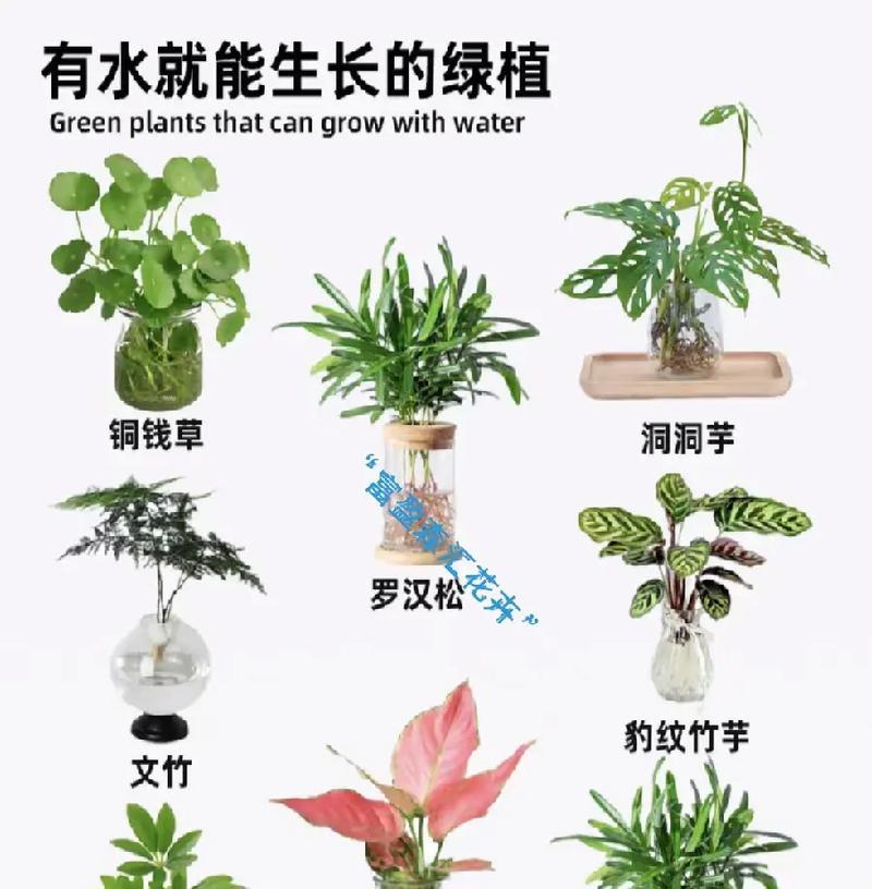 养花有哪些小常识？如何应用这些养花技巧？