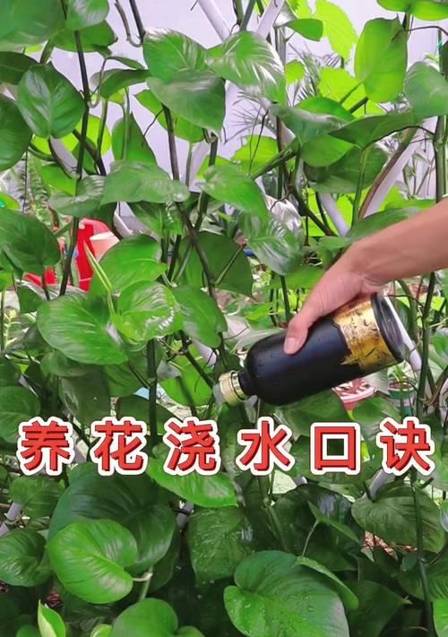 养花有哪些小常识？如何应用这些养花技巧？