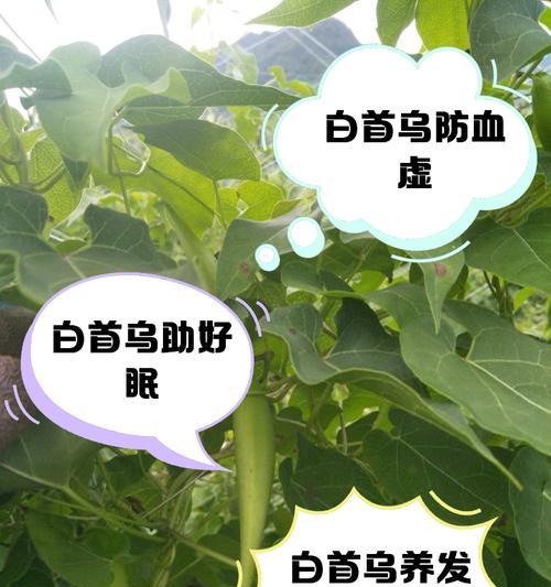 赤何首乌与白首乌哪种更适合做盆景？如何选择？