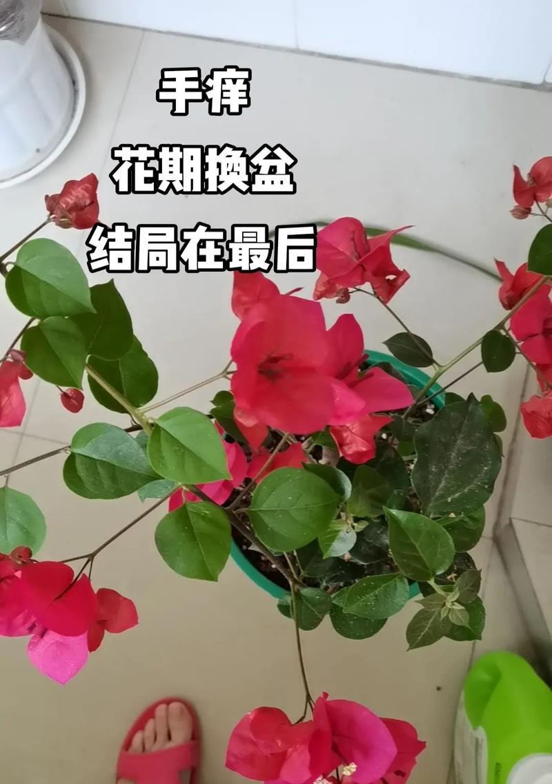万年青换盆的最佳时机是什么时候？