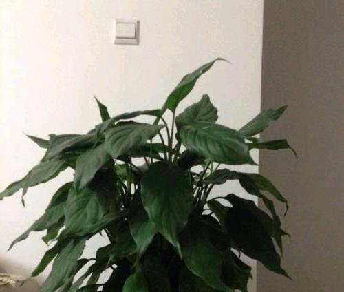 万年青换盆的最佳时机是什么时候？