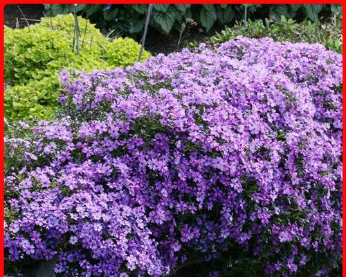 芝樱种植中常见的问题有哪些？如何解决？